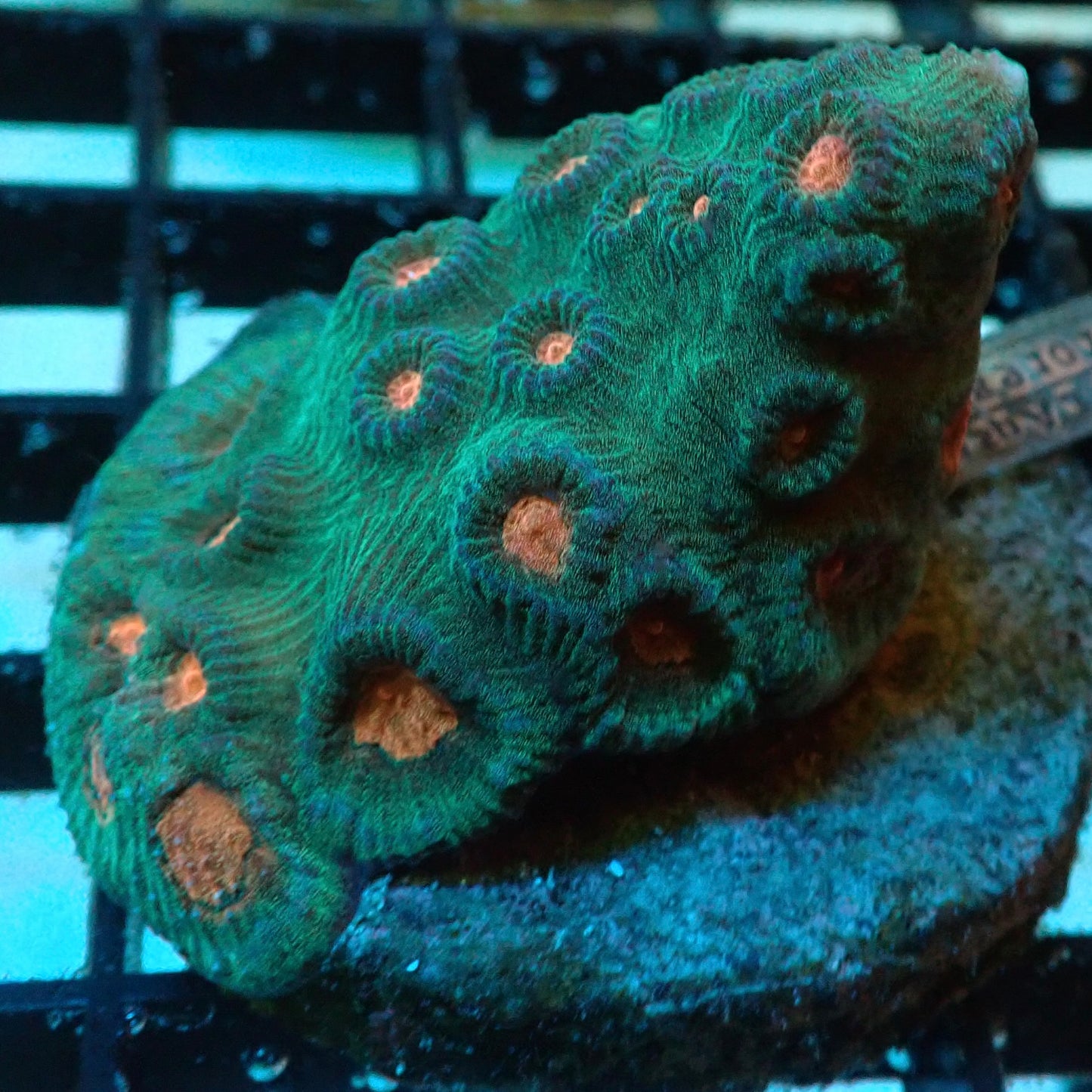 Multi-colour Chalice Coral (Green dominant)