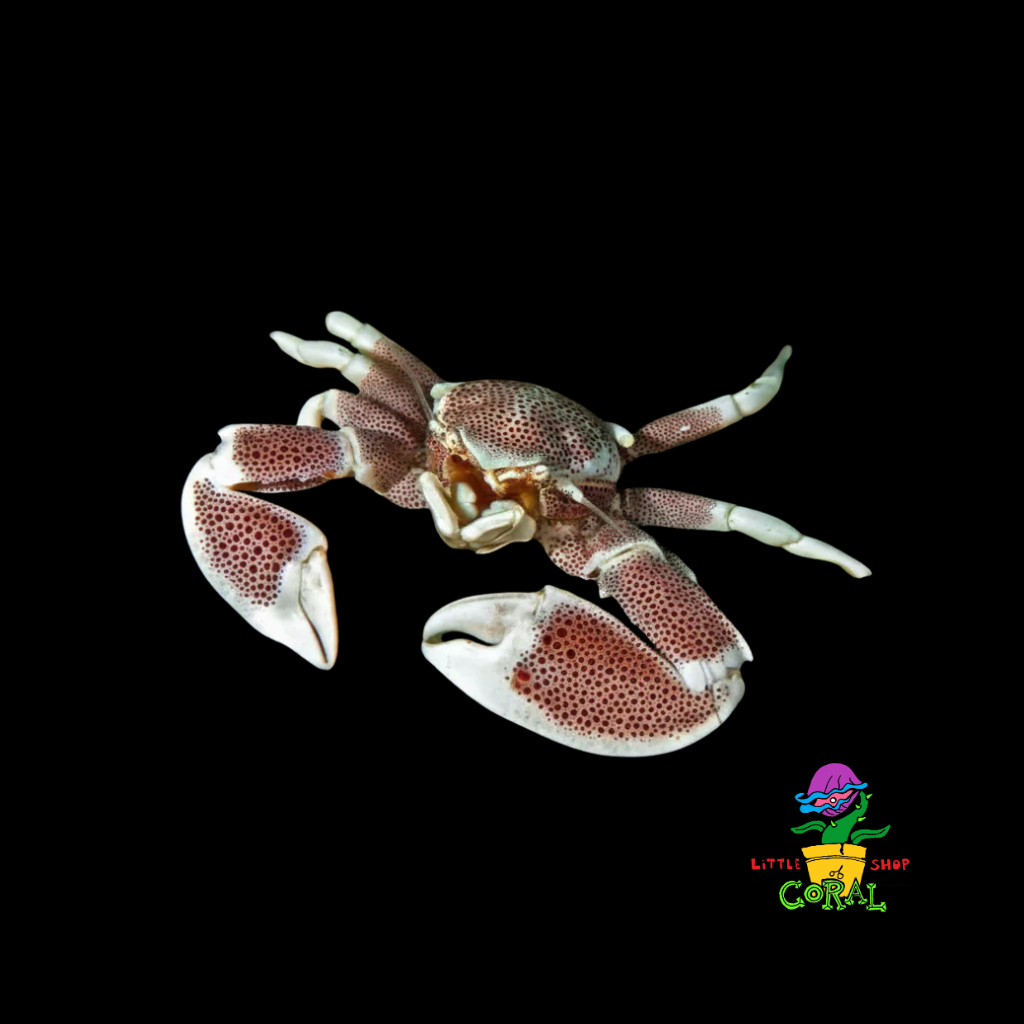 Porcelain Anemone Crab (Neopetrolisthes sp.)