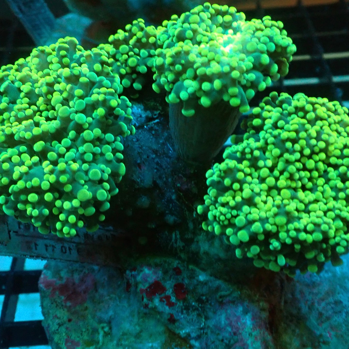 Neon Green Octospawn (Euphyllia paraancora)