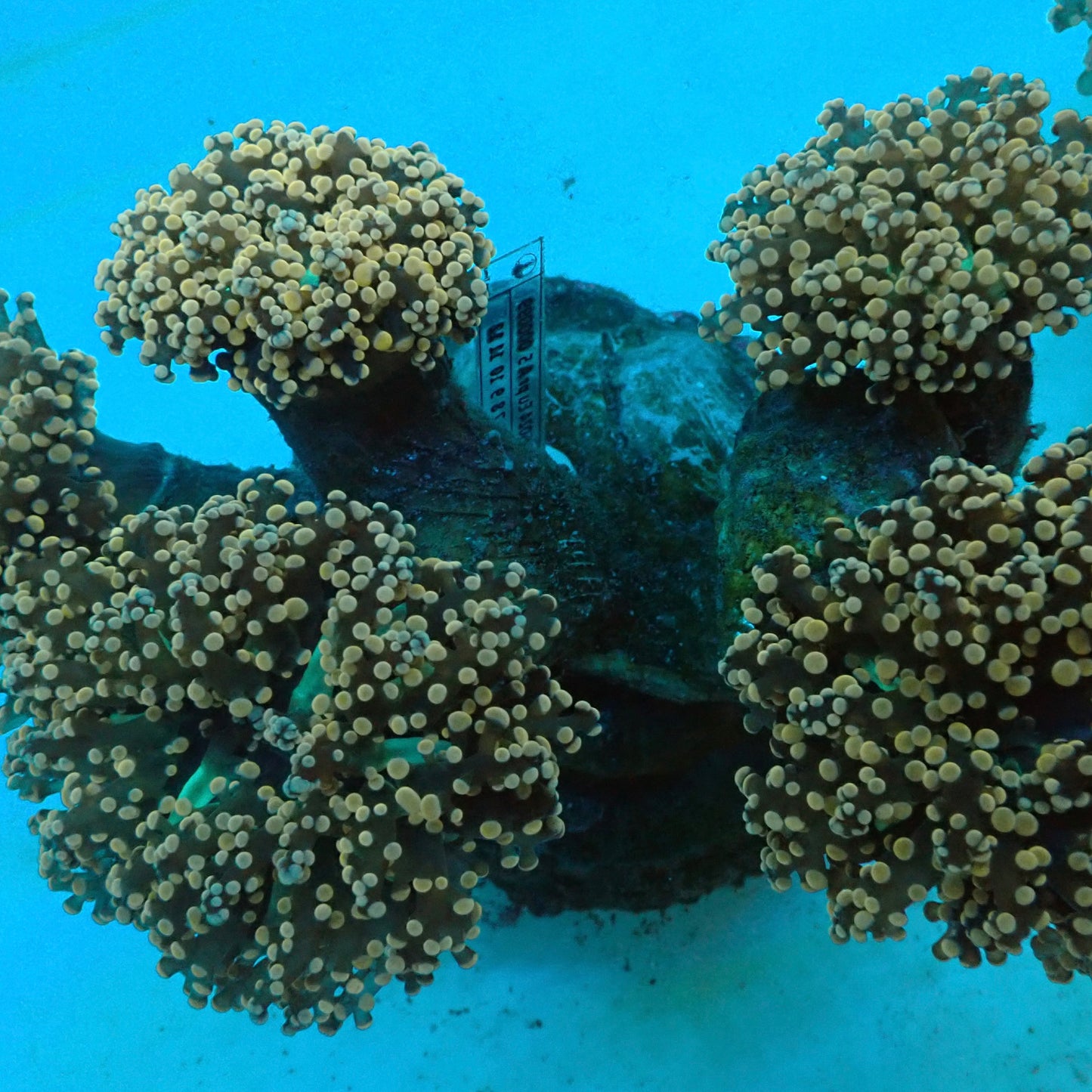 Orange Octospawn (Euphyllia paraancora)