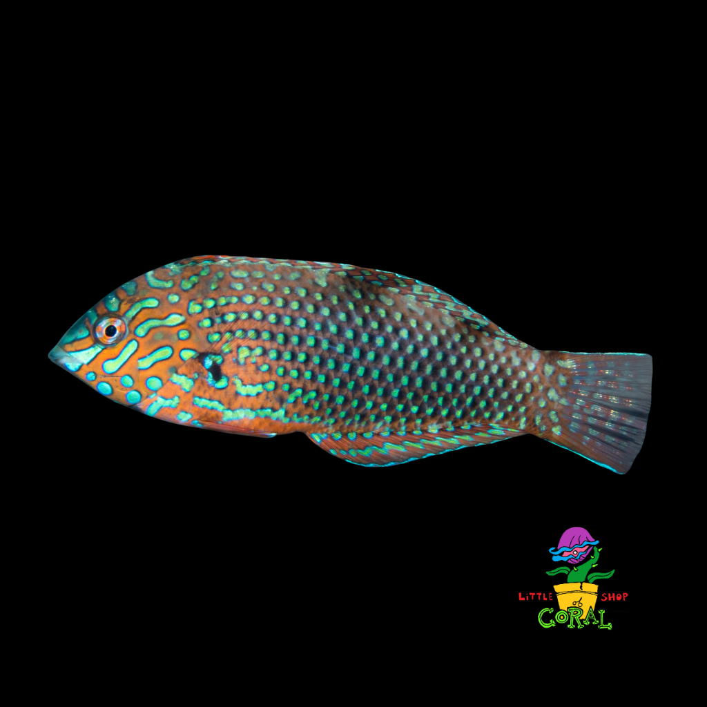 Ornate Leopard Wrasse (Macropharyngodon ornatus)