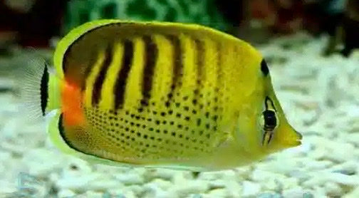 Butterfly fish with a patterned body in an aquarium setting