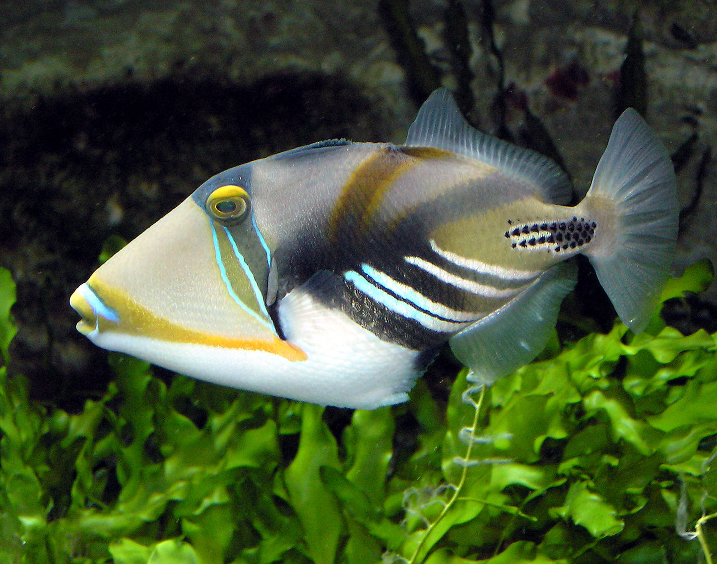 Humu Picasso Triggerfish (Rhinecanthus aculeatus)