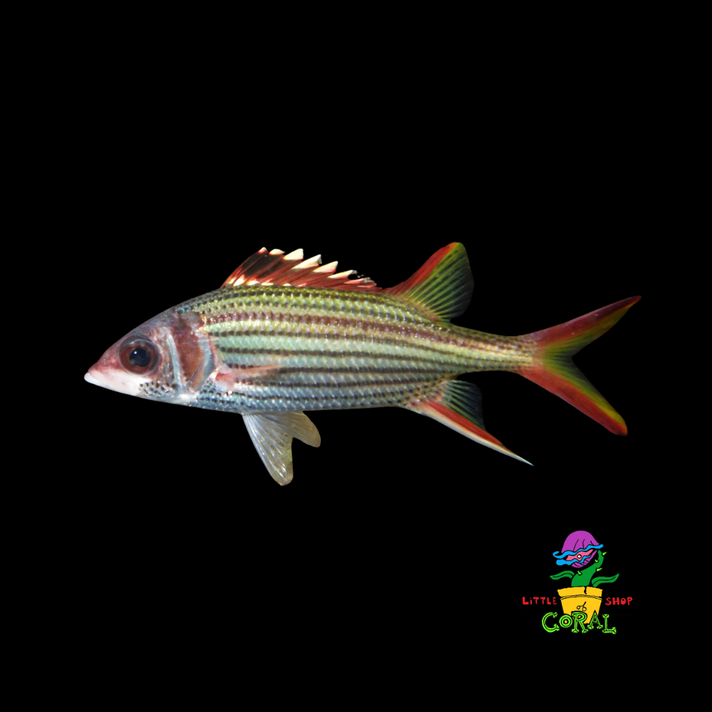 Red Squirrelfish (Neoniphon sammara)