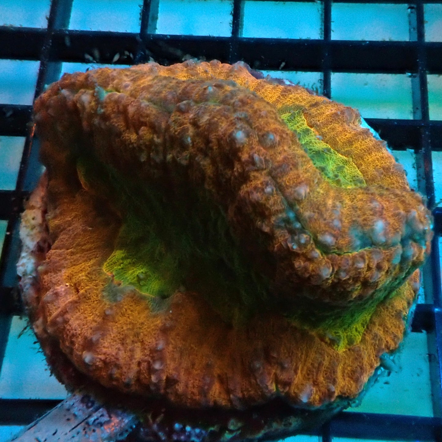 Rainbow Lobophyllia (Lobophyllia sp.)