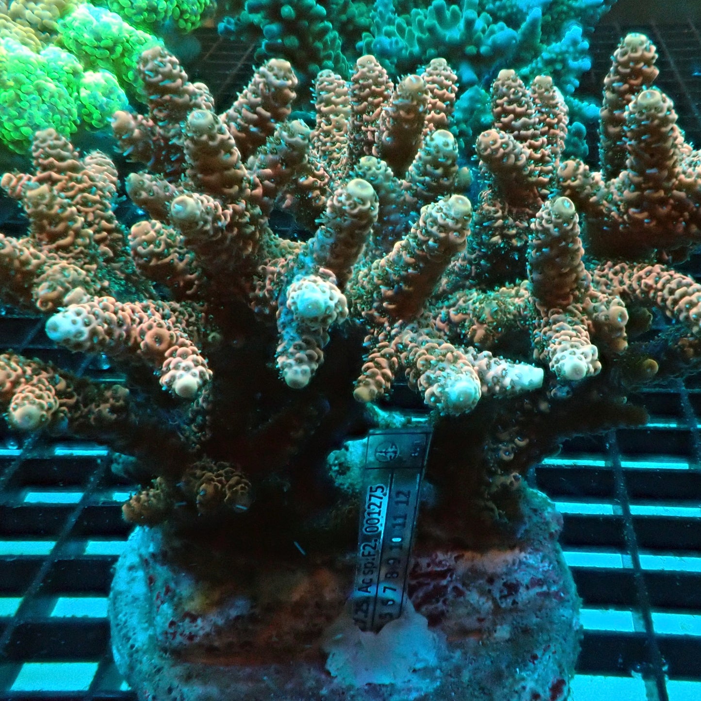 Rainbow Millepora (Acropora millepora)