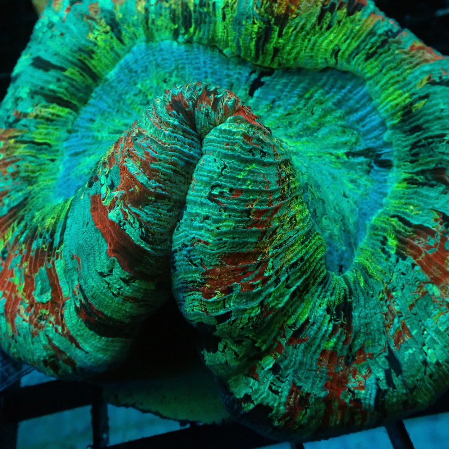 Green & Red Rainbow Trachyphyllia (Trachyphyllia geoffroyi)