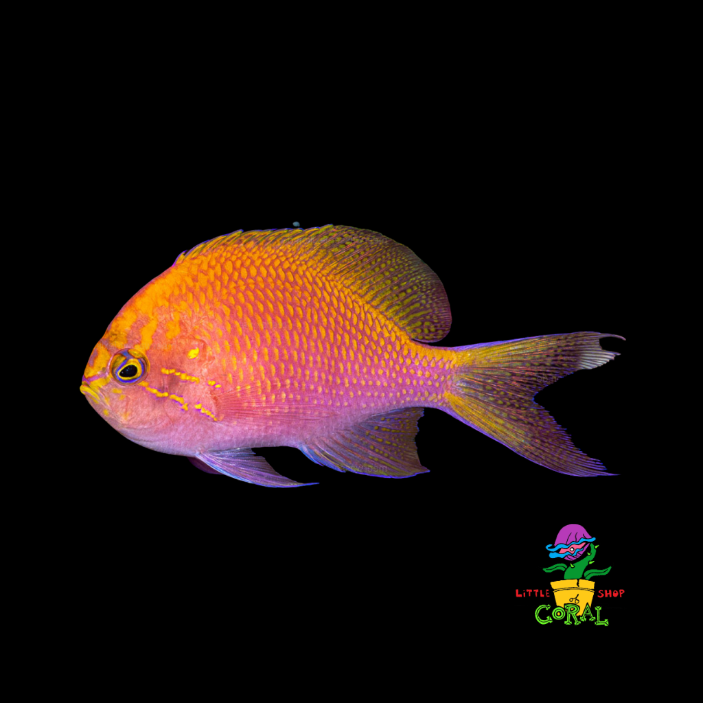 Sunburst Anthias (Serranocirrhitus latus)