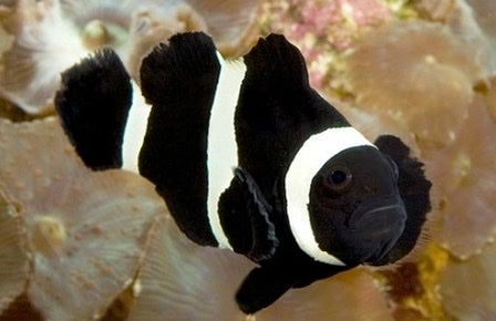 Black and white striped fish swimming among coral