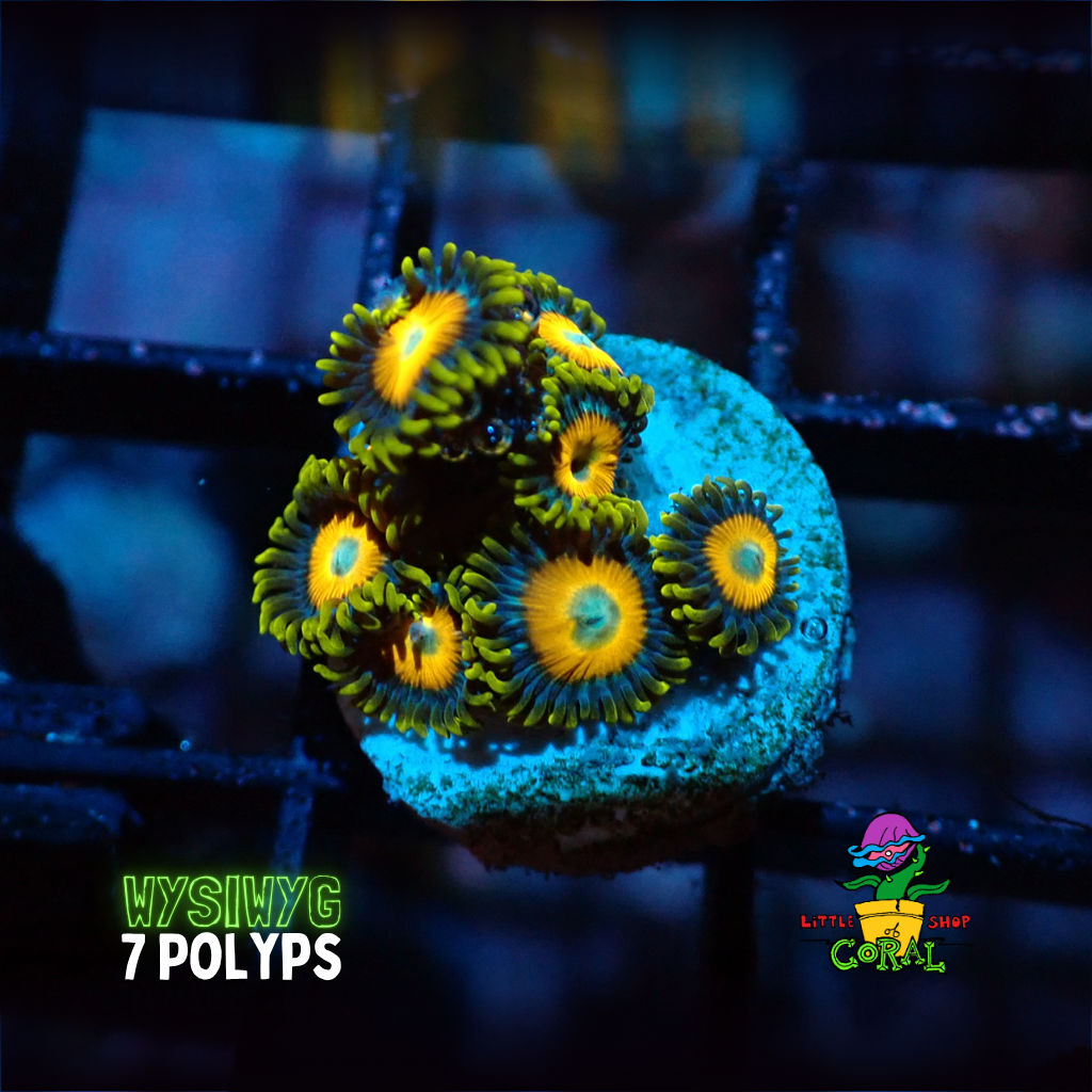 Scrambled Egg Zoanthids (WYSIWYG)