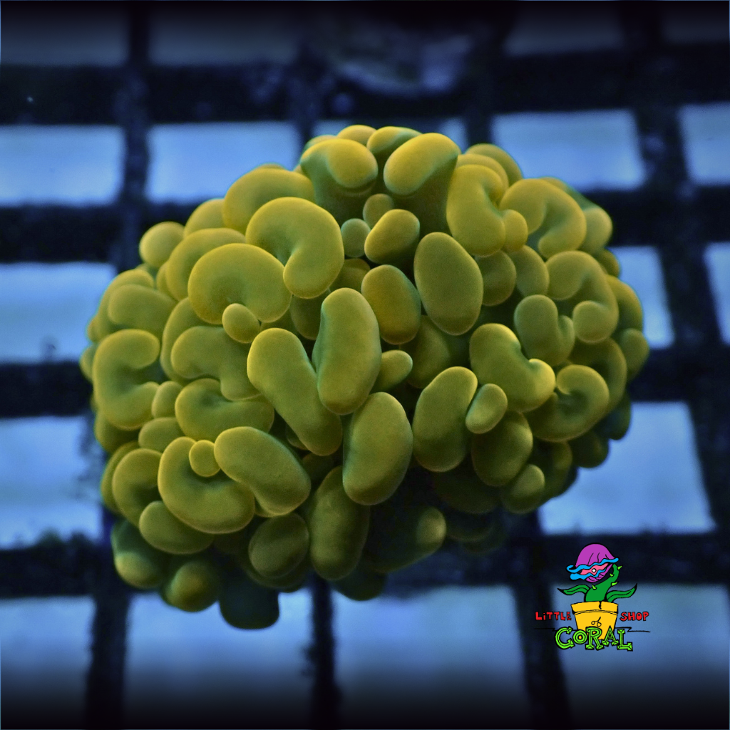 Peach Hammer Coral (Euphyllia ancora / parancora) (A15)