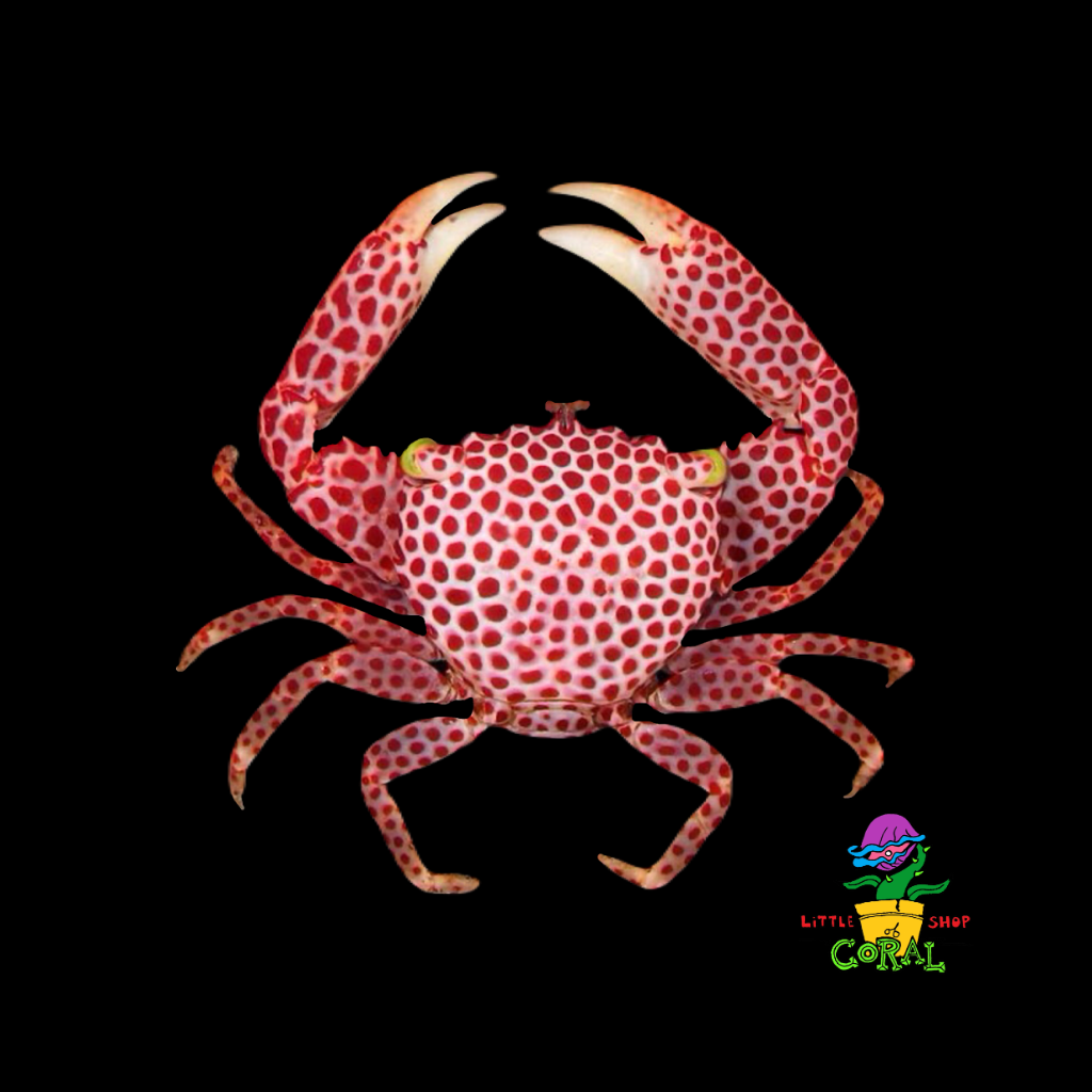 Spotted Trapeze Crab (Trapezia rufopunctata)