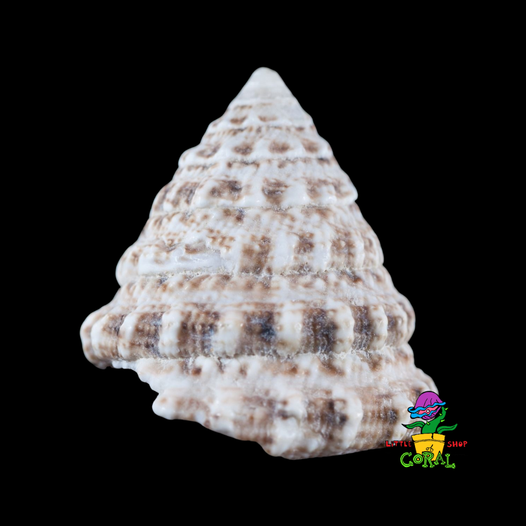 Turban Snail (Tectus fenestratus)