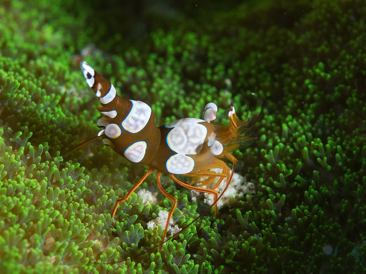 Sexy Shrimp (Thor amboinensis)