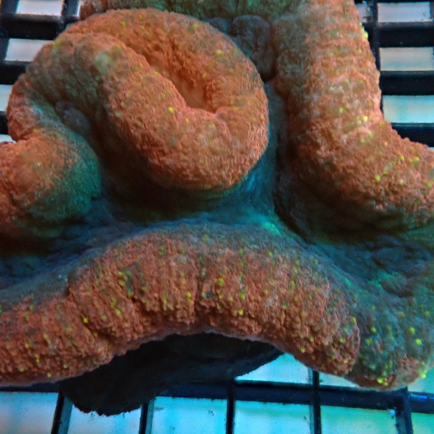 Tricolour Symphyllia (Symphyllia sp.)