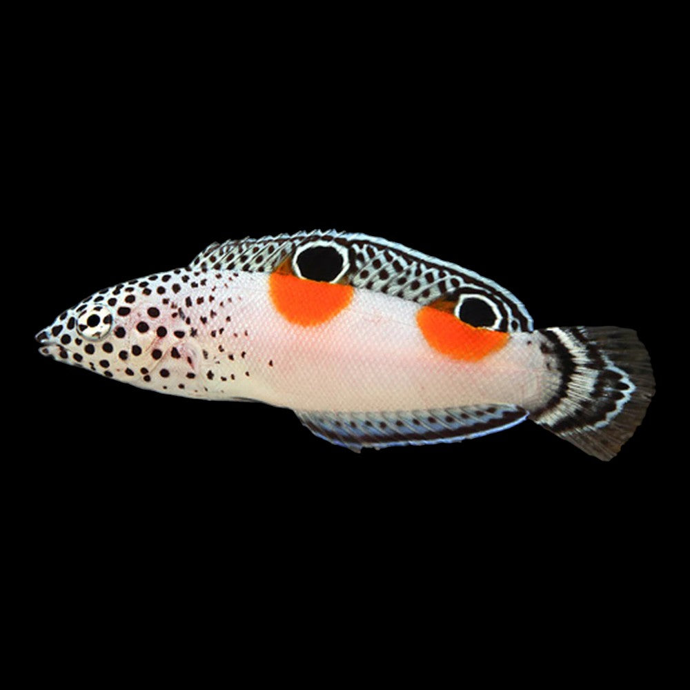 Twin Spot Coris Wrasse (Coris aygula)