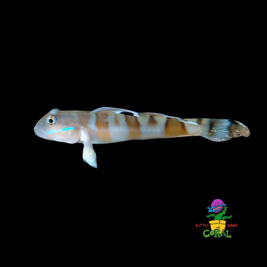 Tiger Wardi Sleeper Goby (Valenciennea wardii)