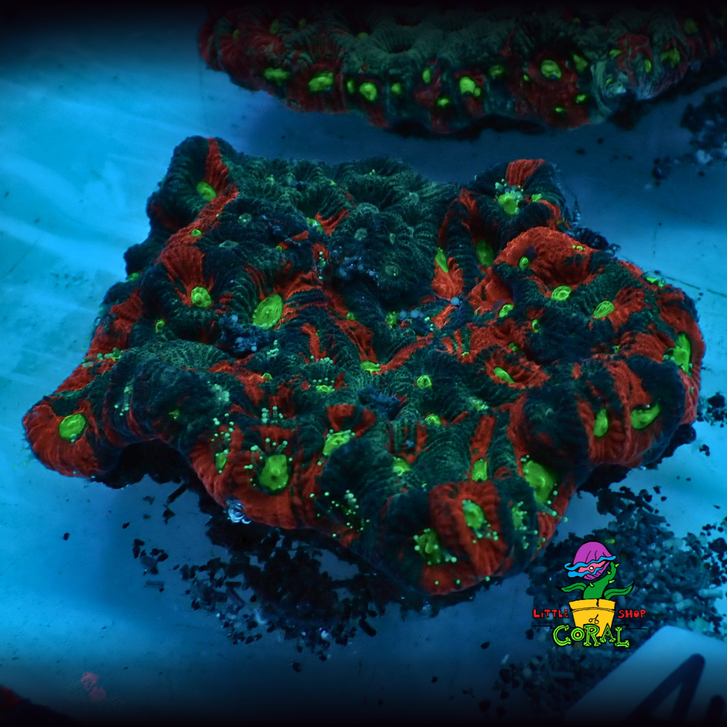 War Coral Favite Colonys (Favites spp.) (A42)