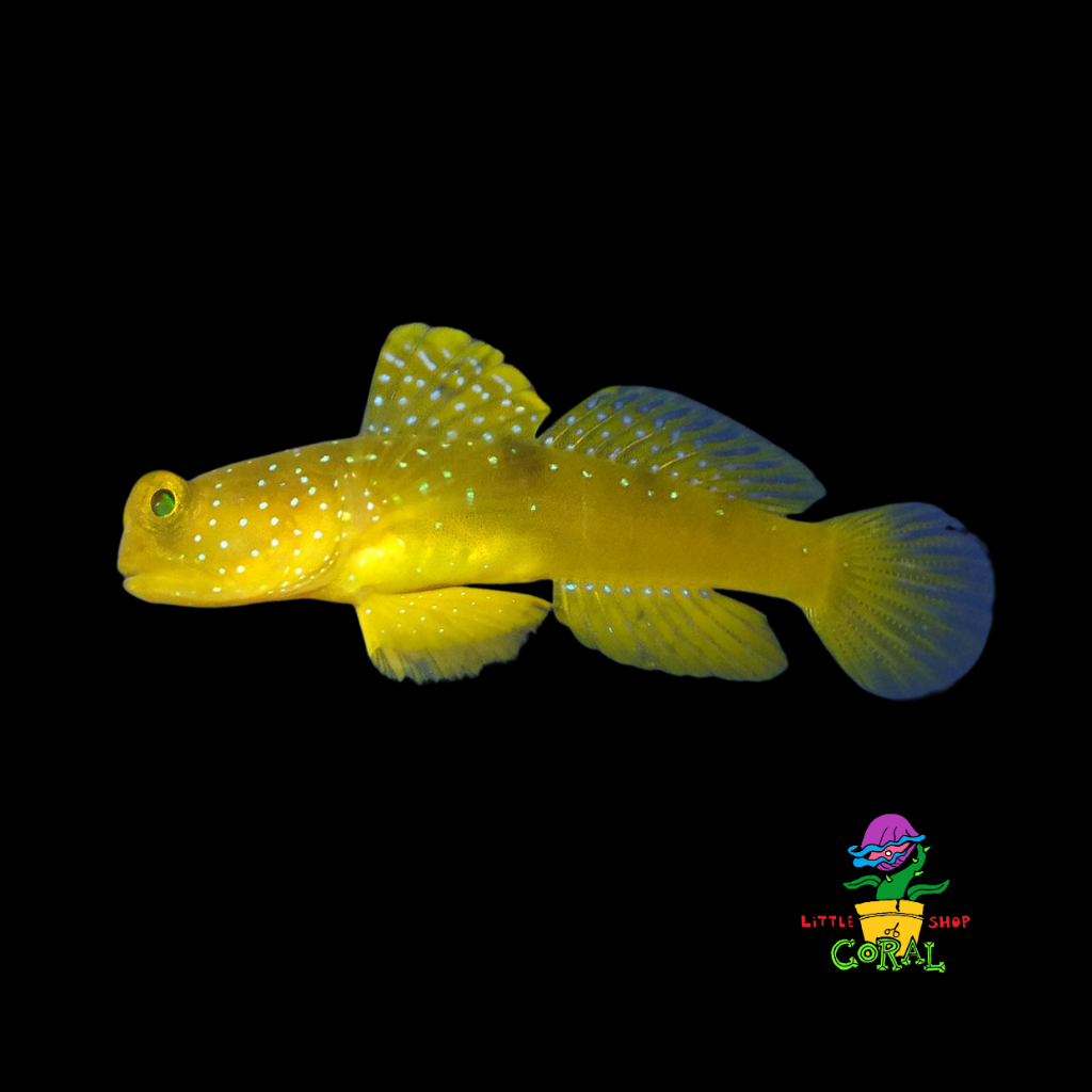 Yellow Watchman Goby (Cryptocentrus cinctus)
