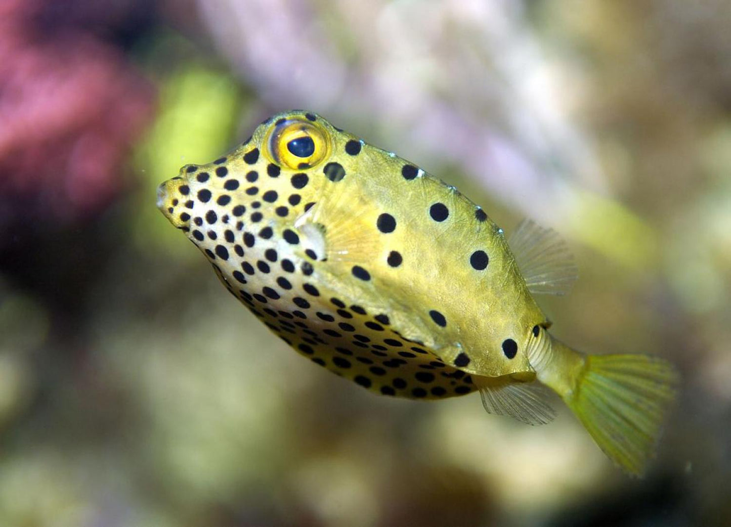 Yellow Boxfish (Ostracion cubicum)