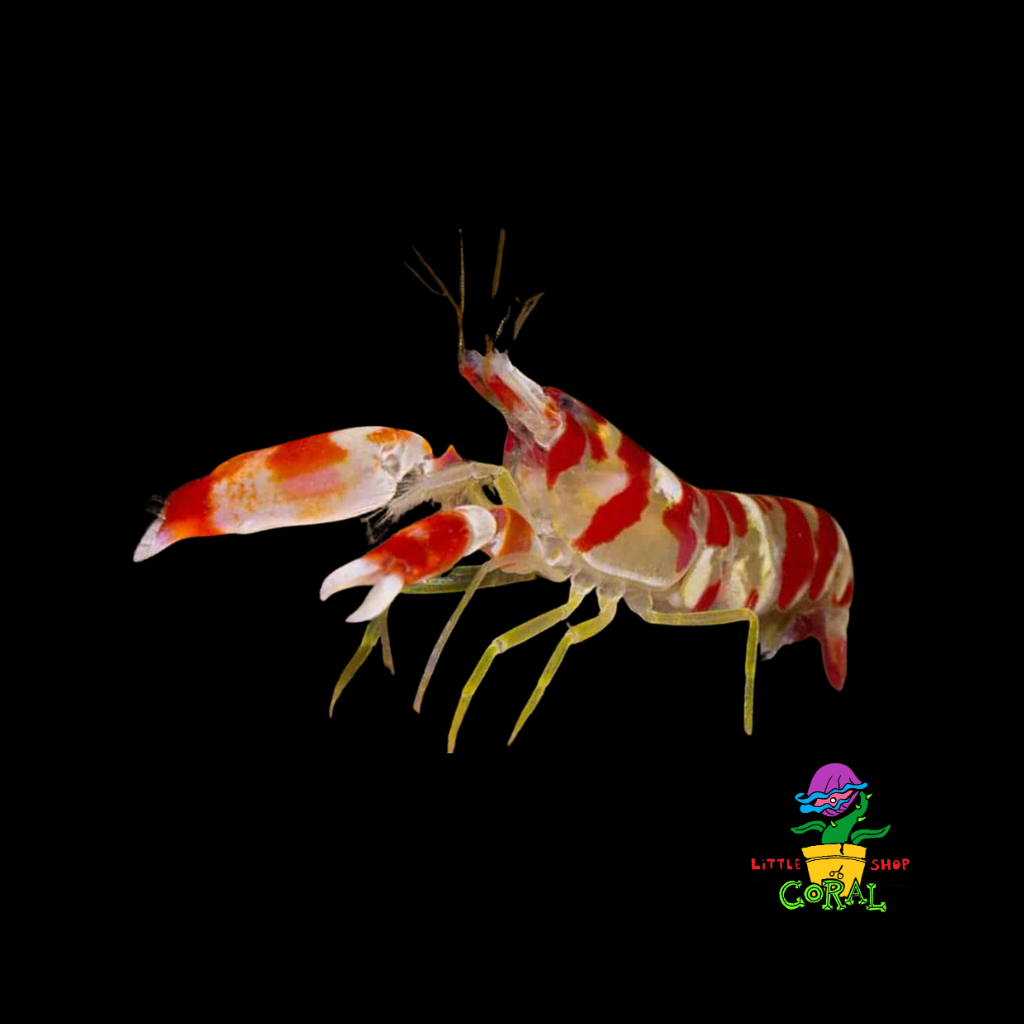 Pistol Shrimp (Alpheidae)