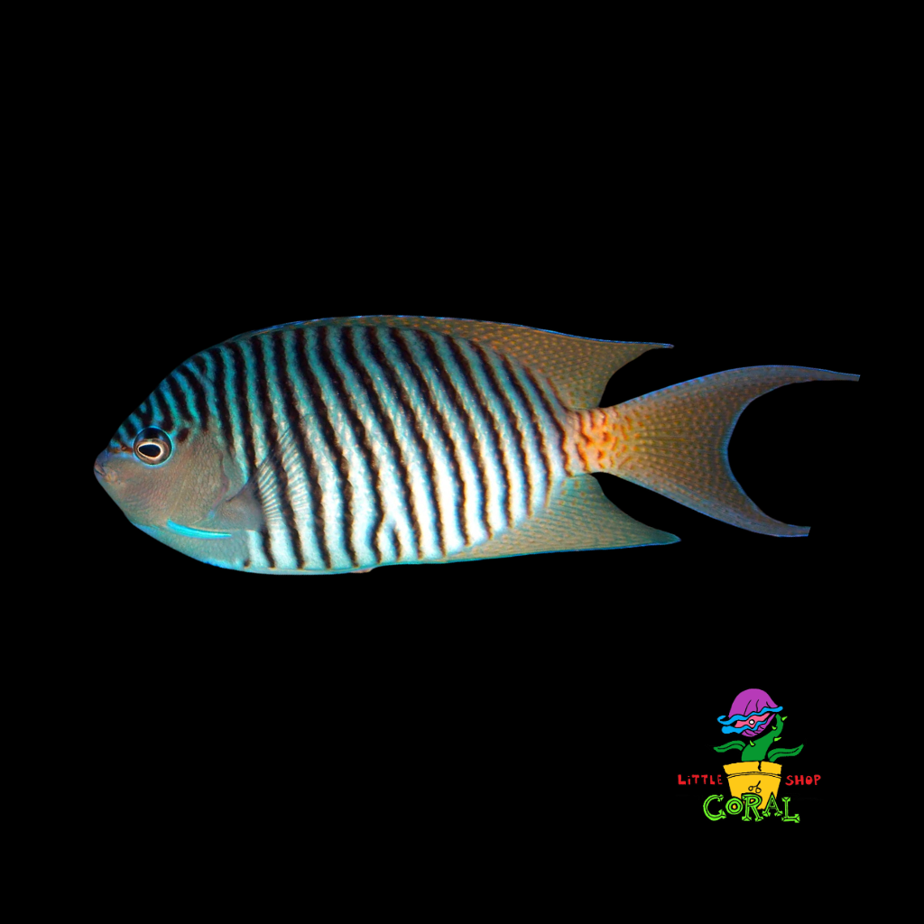 Zebra Japanese Swallowtail Angelfish (Genicanthus melanospilos)