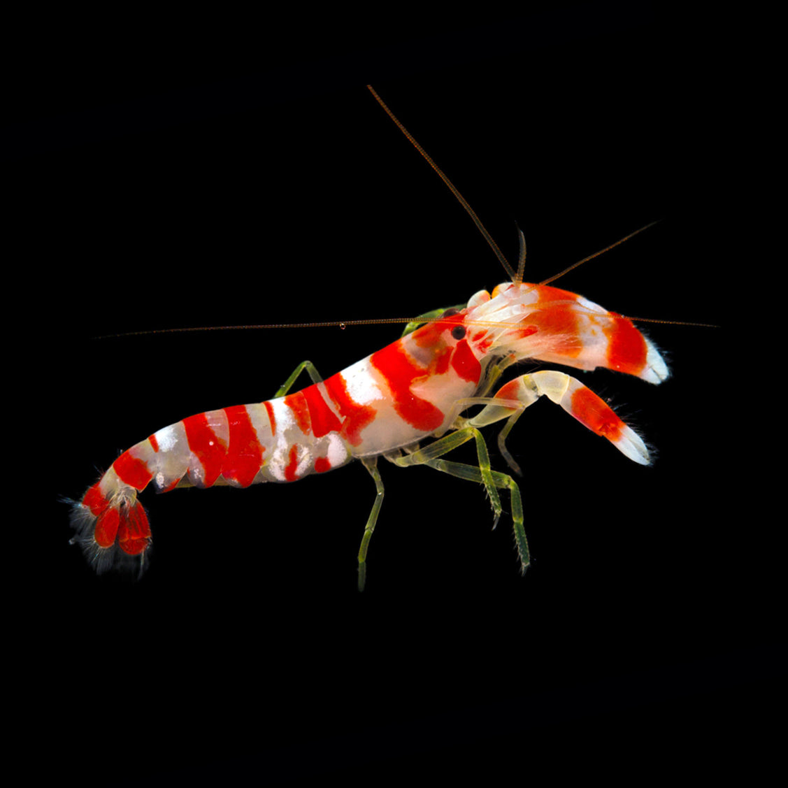 Pistol Shrimp (Alpheus sp.)