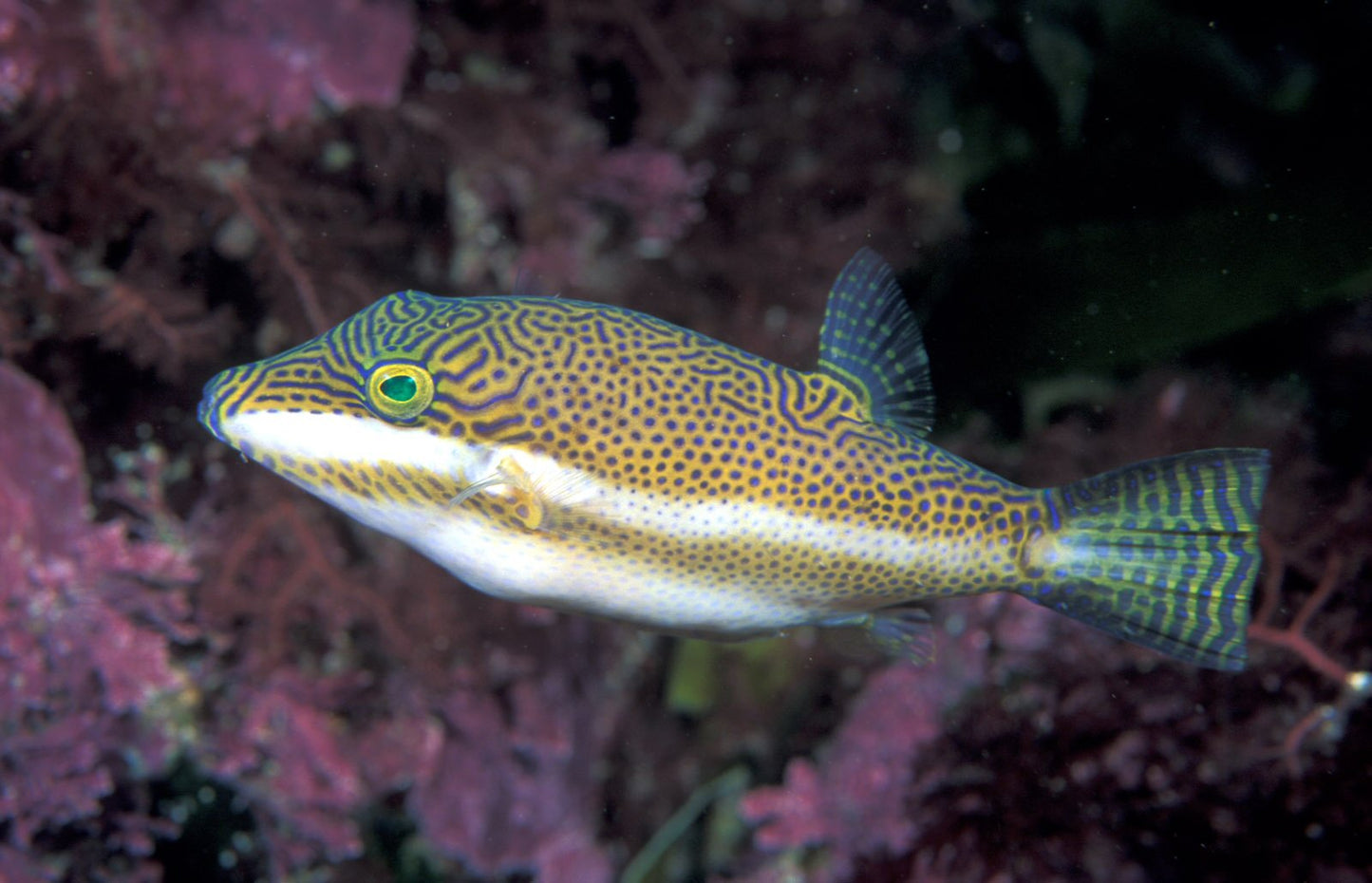 Smith’s Toby Puffer (Canthigaster smithae)