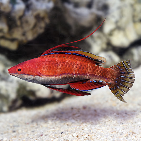 Social Fairy Wrasse (Cirrhilabrus rubriventralis)