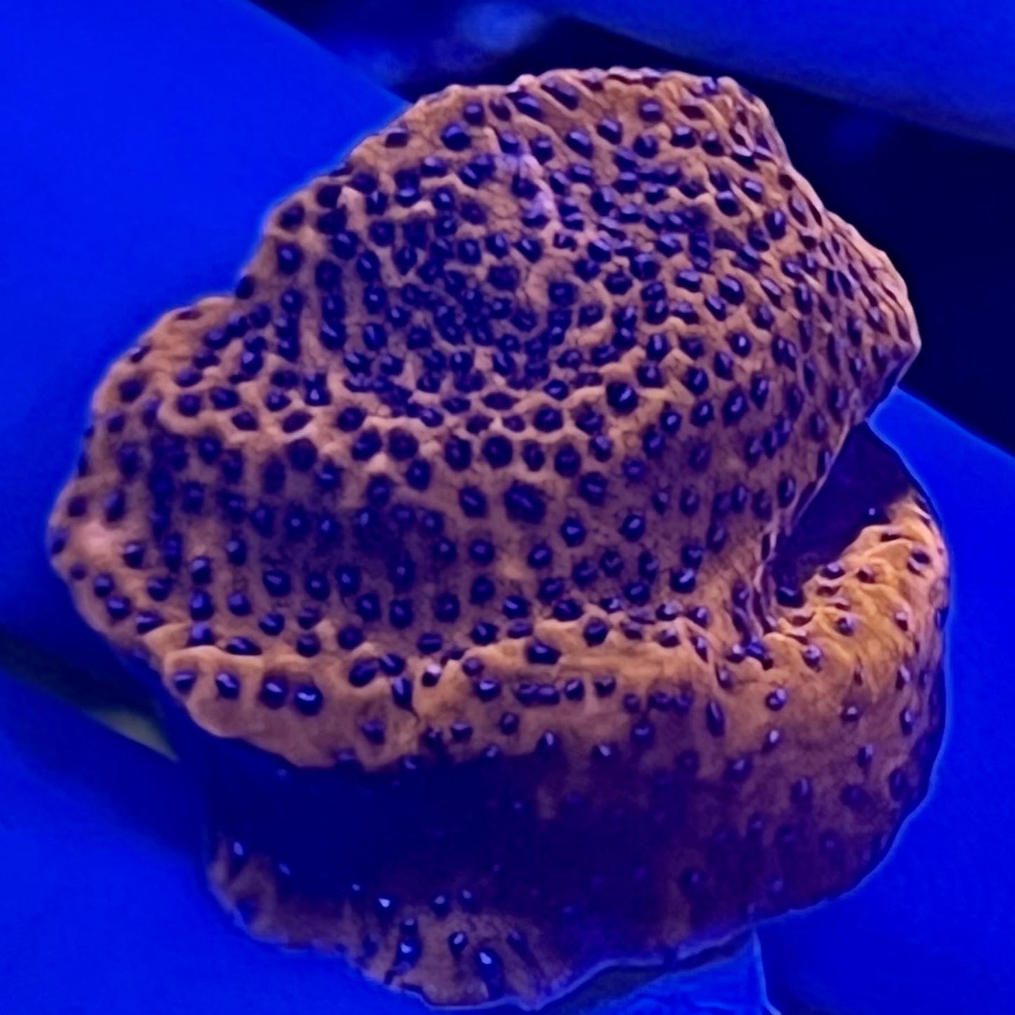 Mystic Montipora