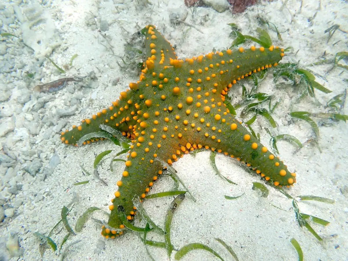 Green Yellow Knobbed Starfish (Pentaceraster sp.)