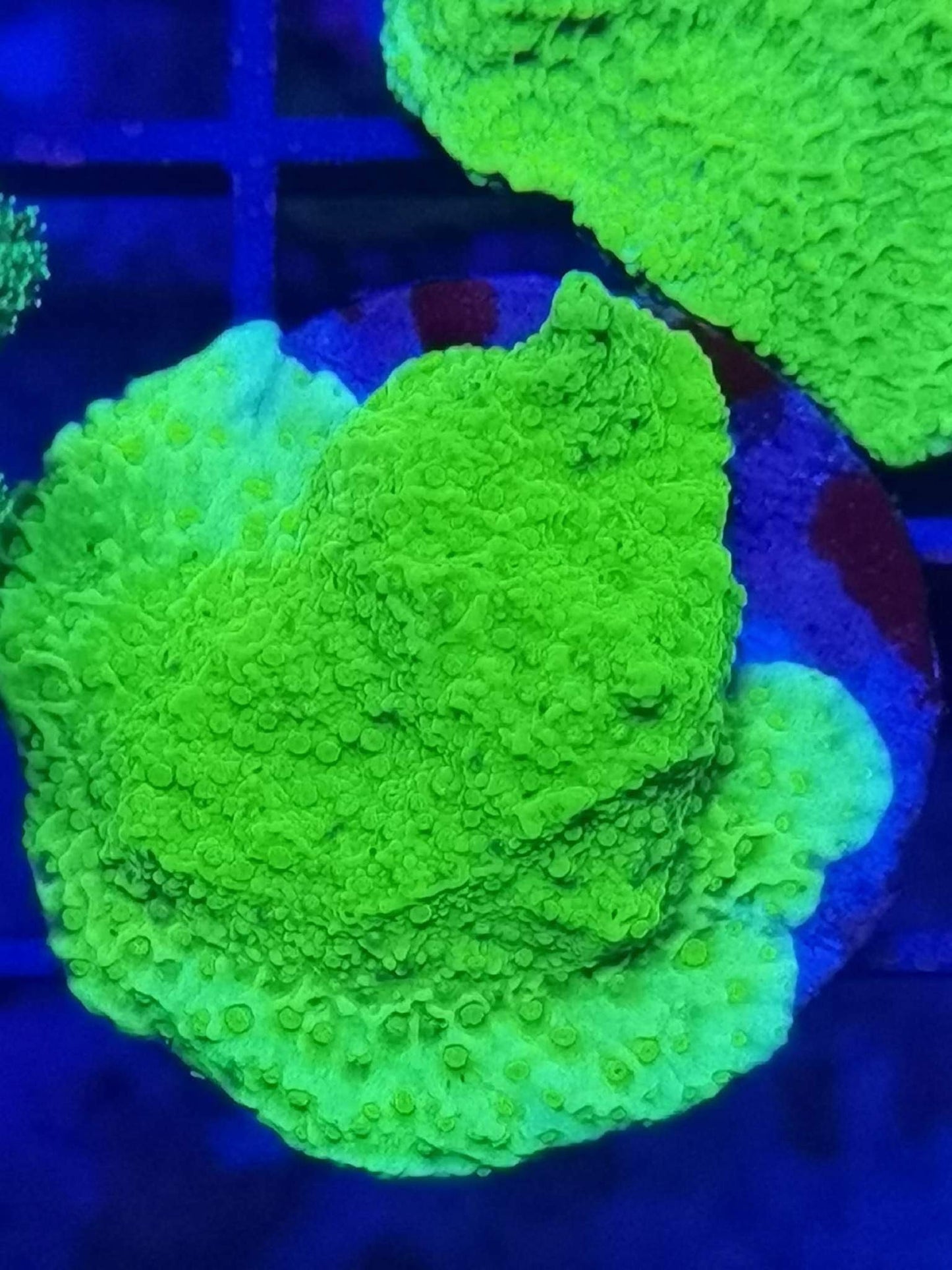 Green Monti