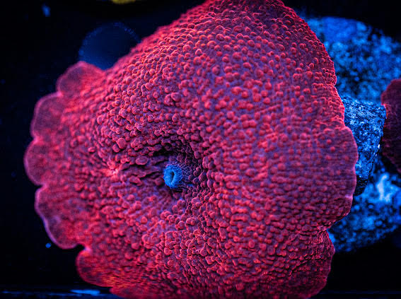 Rockin' Red Discosoma