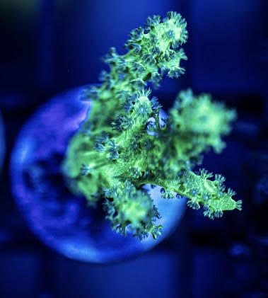 Green Nepthea