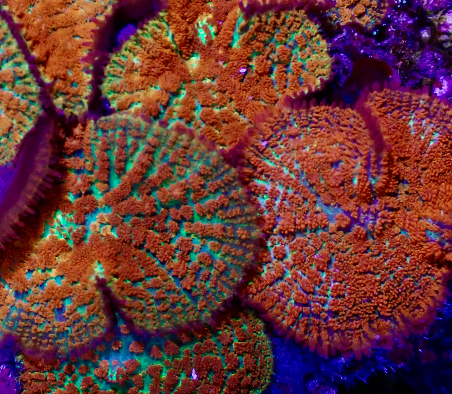 Forest Fire Rhodactis