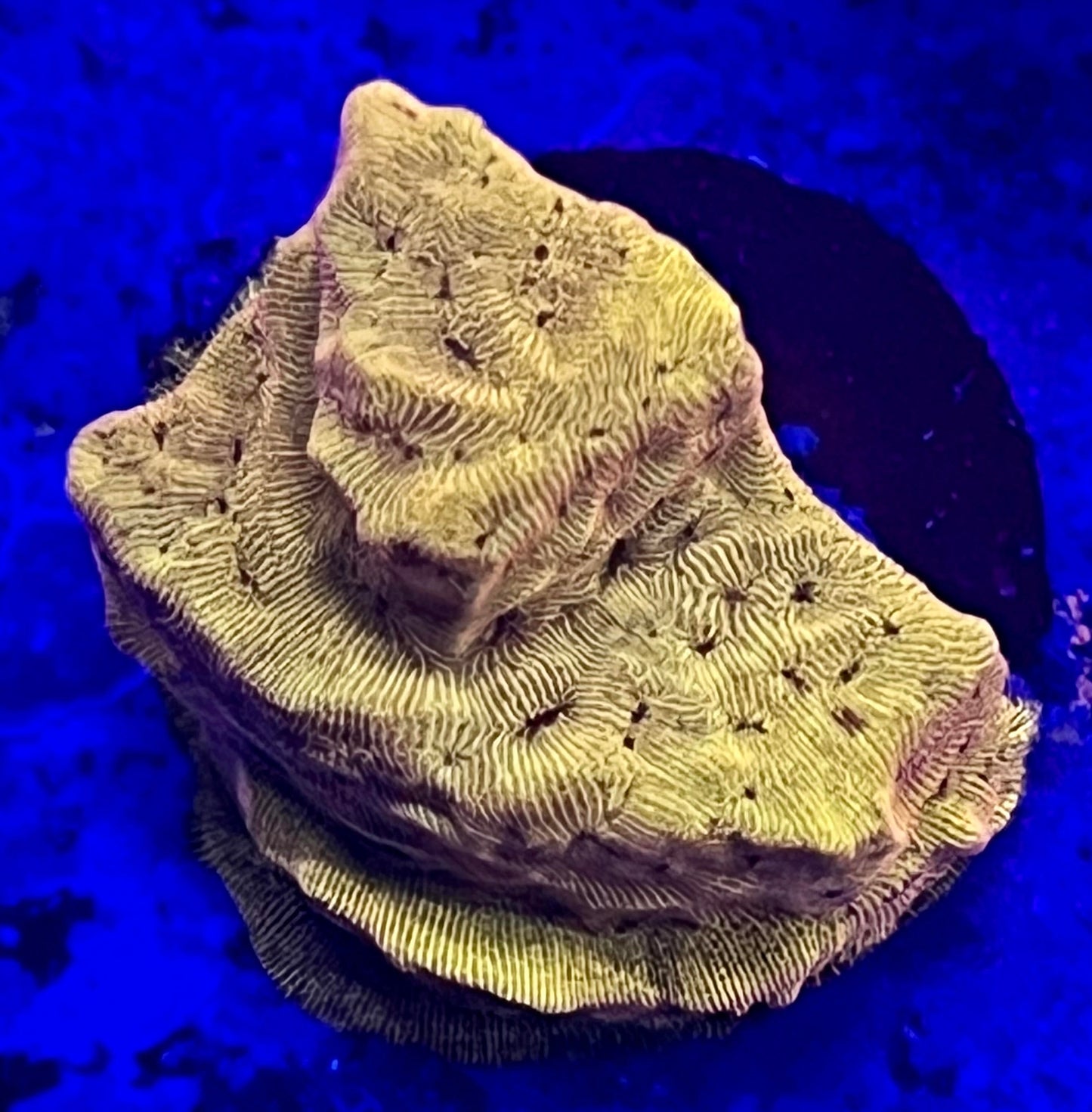 JF Tangerine Juice