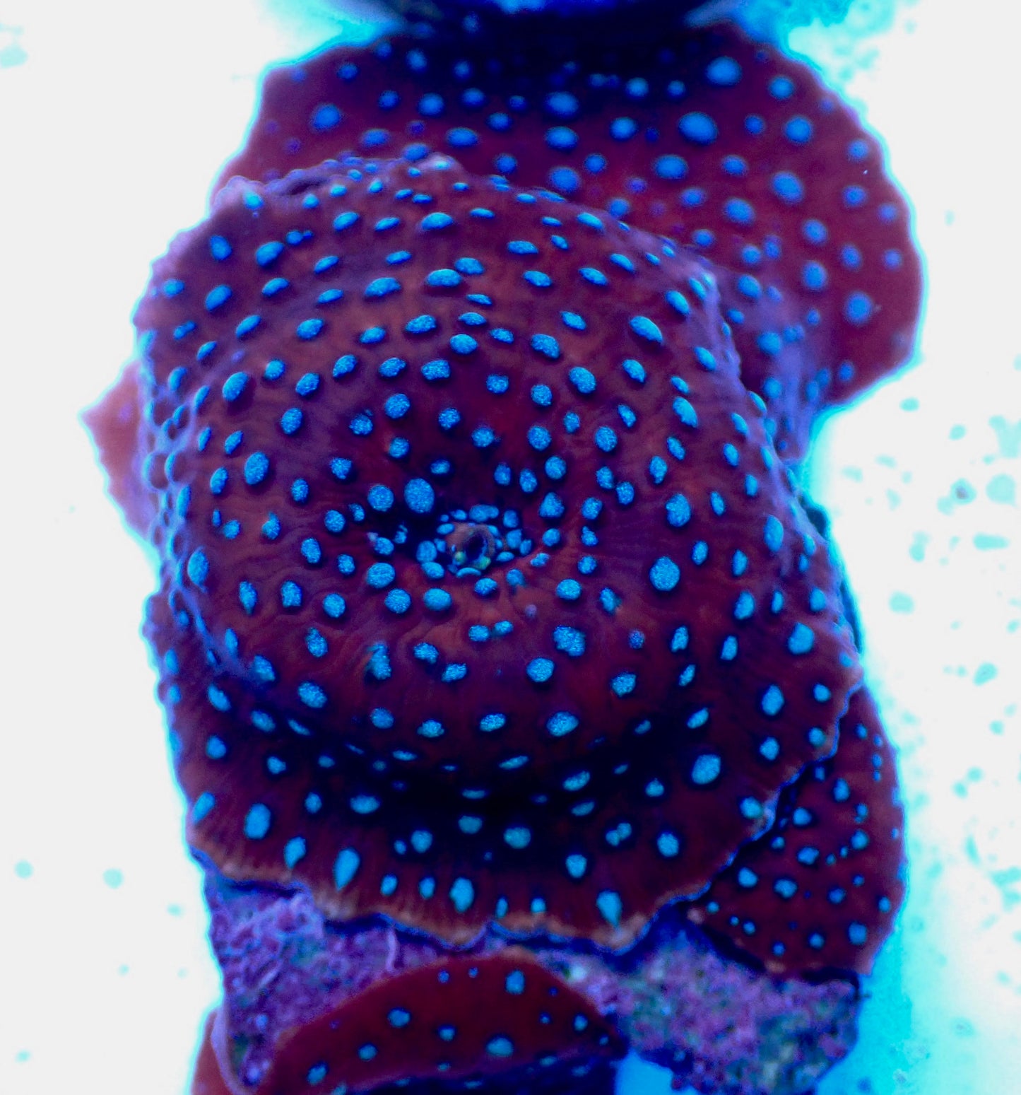 Superman Discosoma