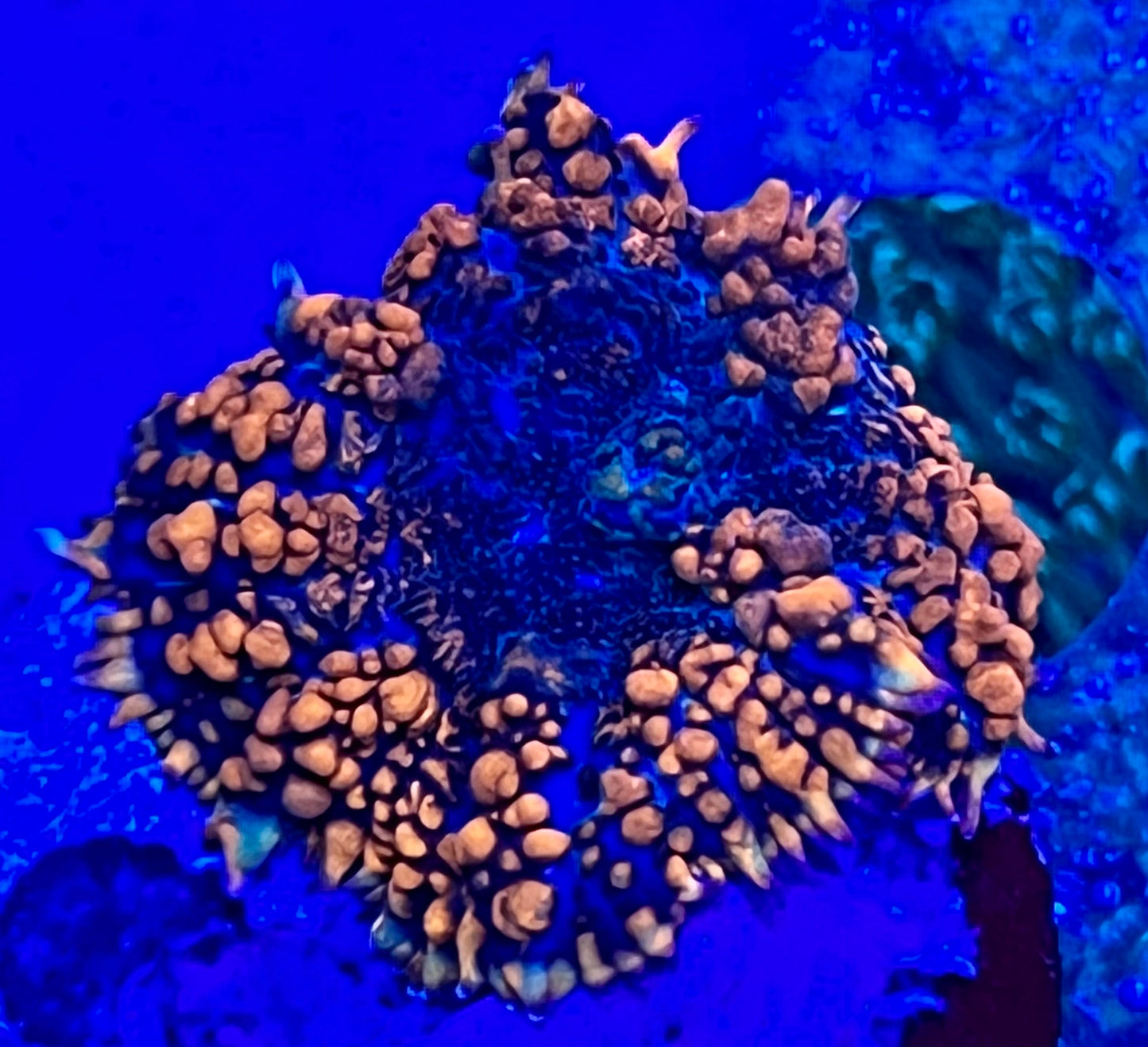 Superman Rhodactis