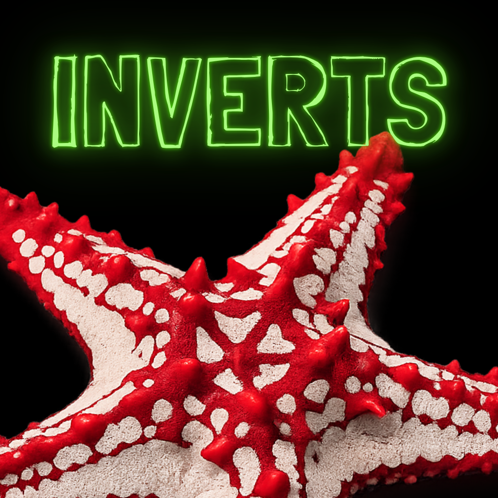 Saltwater Clean Up Crew and Inverts | Little Shop of Coral