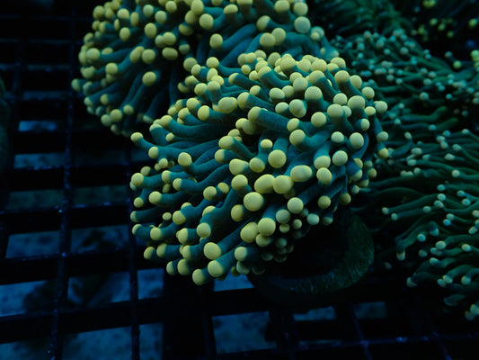Green & Yellow Tip Torch (Euphyllia glabrescens) (A51)