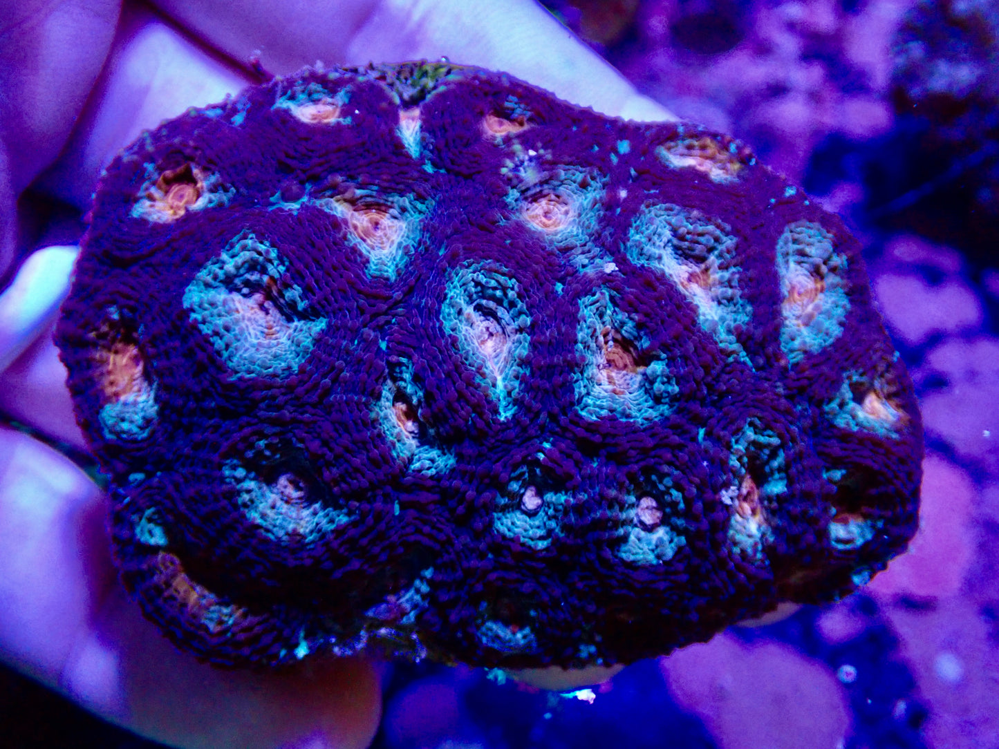 Acan Echinata WYSIWYG