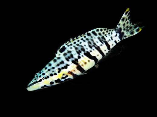 Harlequin Basslet (Serranus tigrinus)