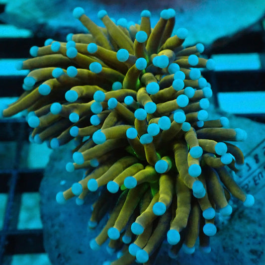 24k Blue Tipped Torch Coral (Euphyllia glabrescens)