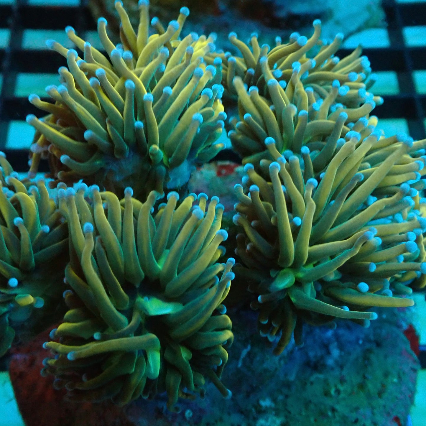 24k Blue Tipped Torch Coral (Euphyllia glabrescens)