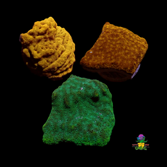 Leptoseris Frag Bundle (3 Pack, Mixed Colours)