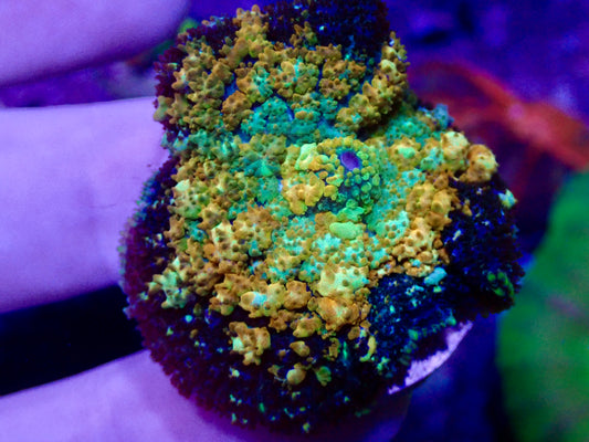 Power Ball Mushroom WYSIWYG