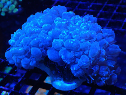 Devils Bubble Coral