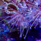 Extra Long Polyp Toadstool