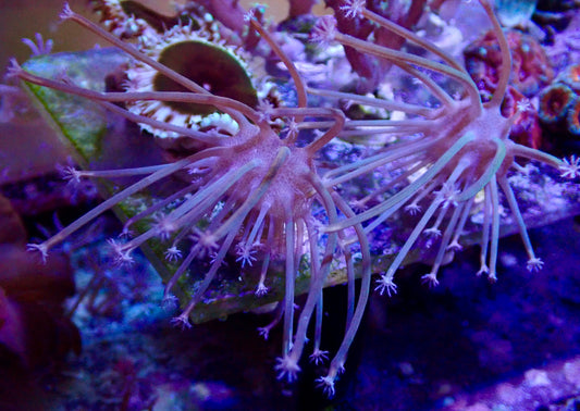 Extra Long Polyp Toadstool