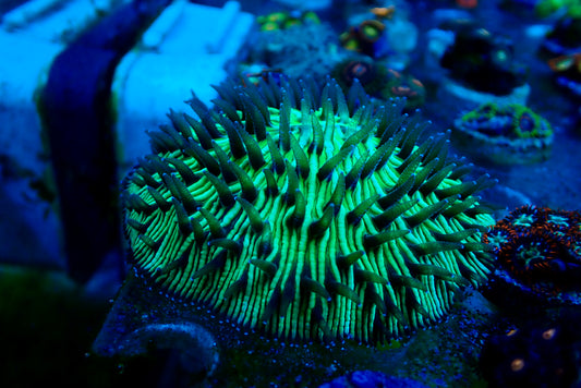 Plate Coral WYSIWYG